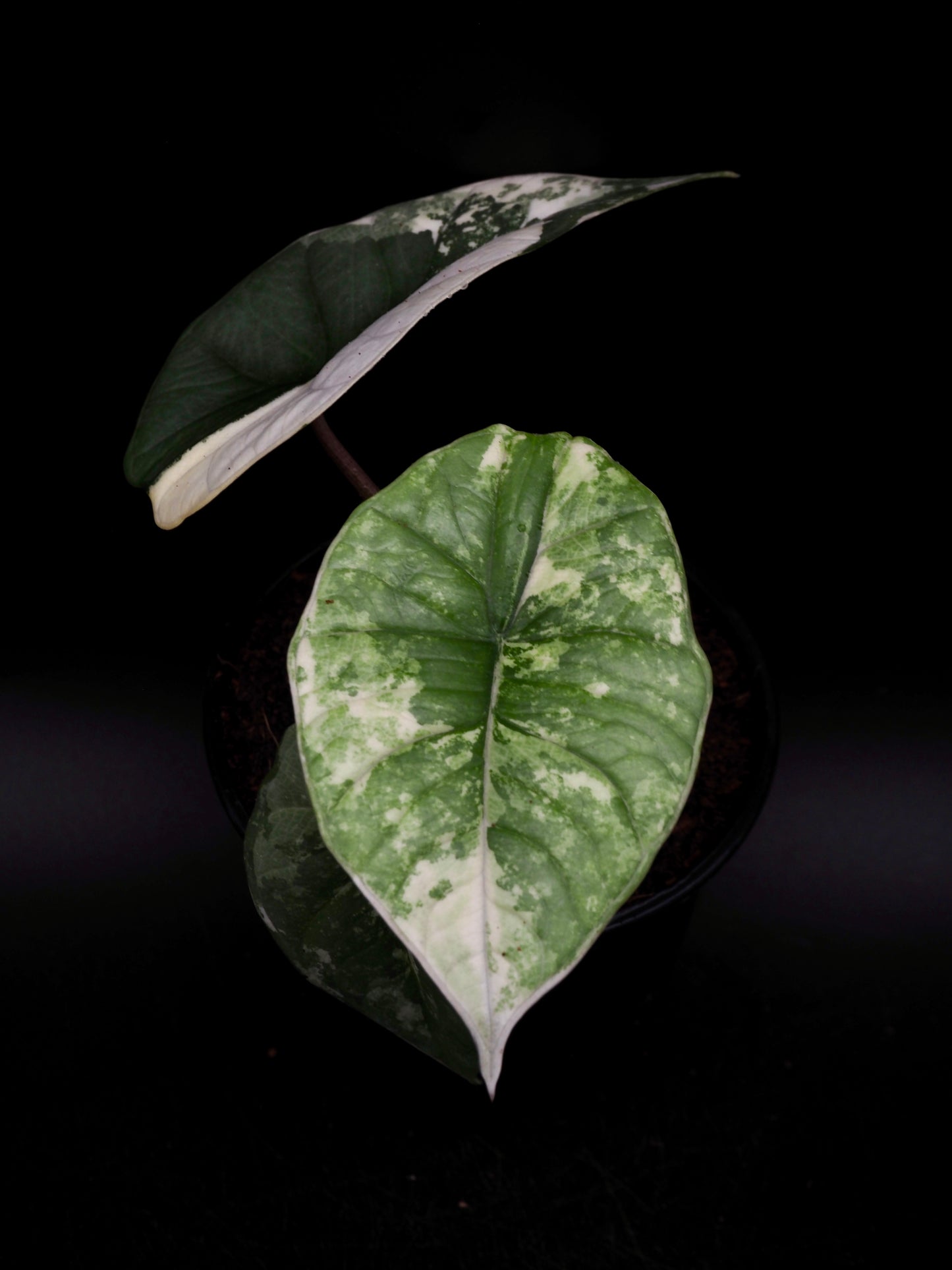 Alocasia Platinum Albo