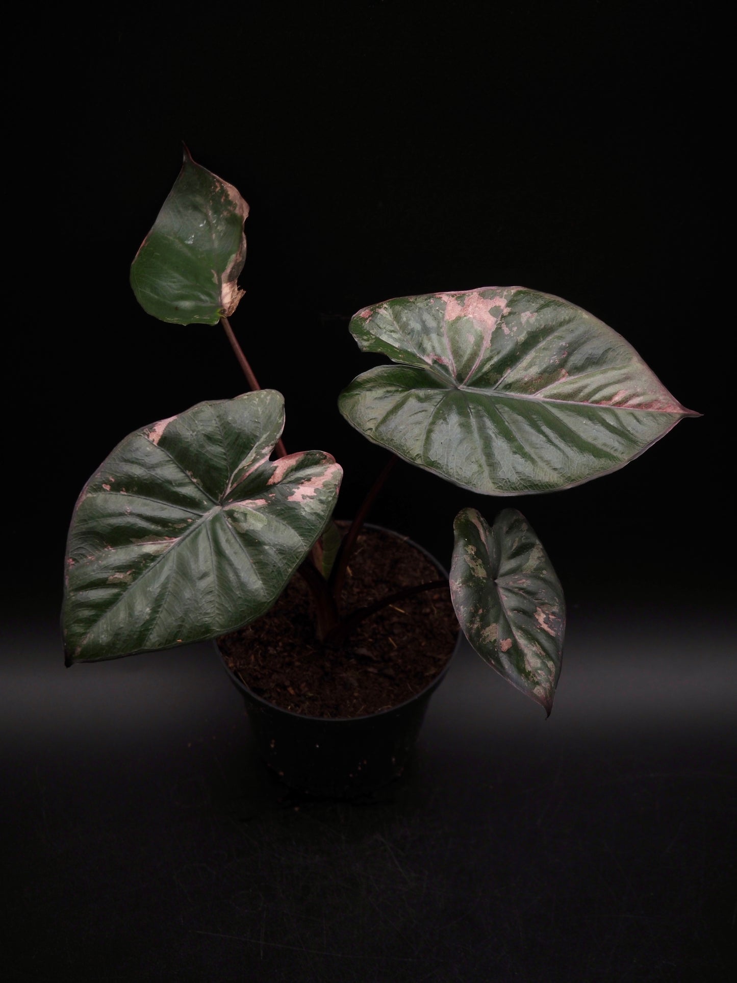 Alocasia Serendipity Variegata