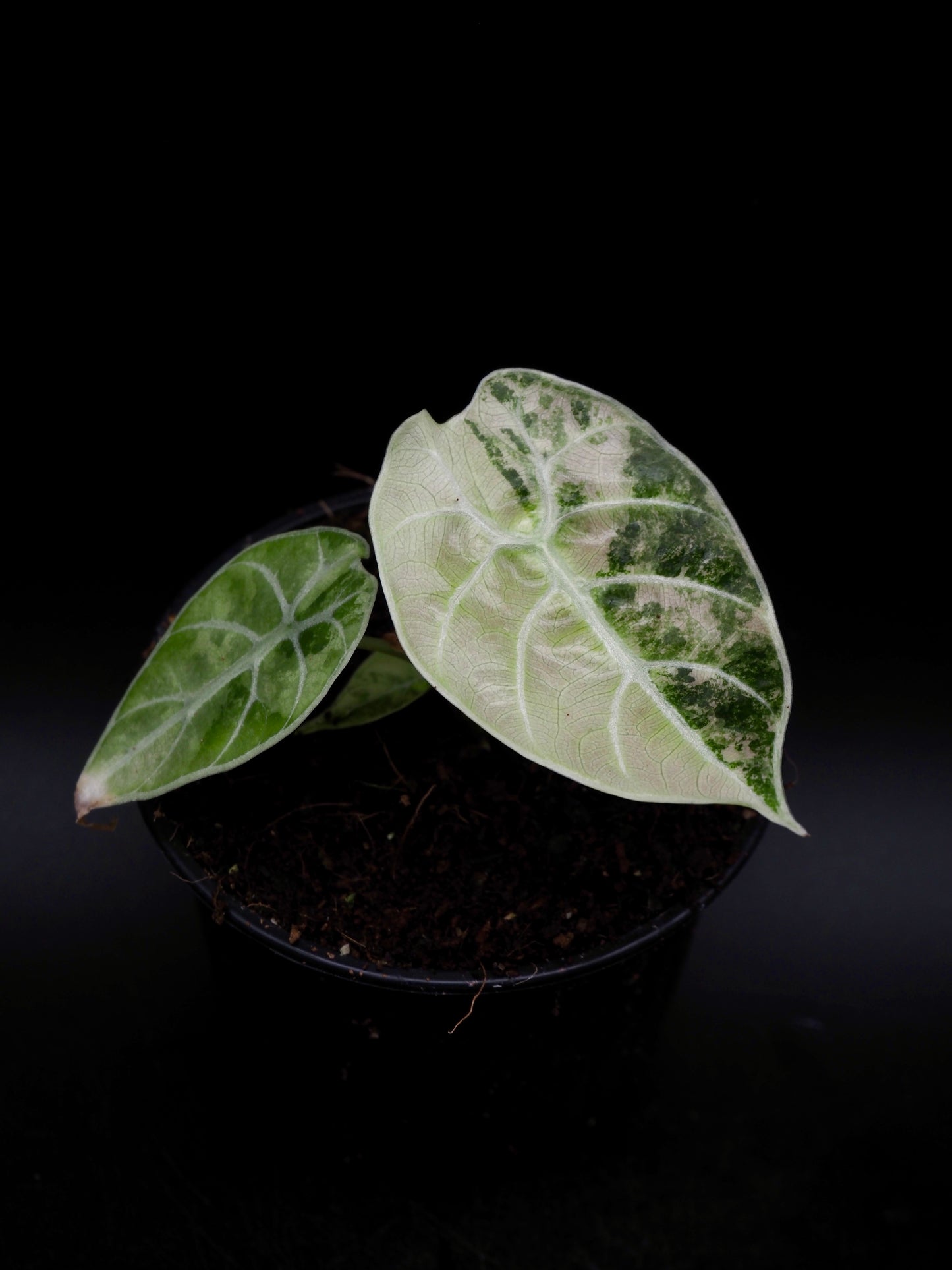 Alocasia Watsoniana Doff Albo/Pink
