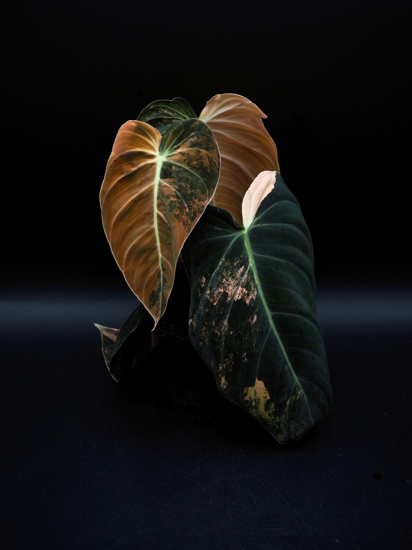 Philodendron Melanochrysum Bonfire