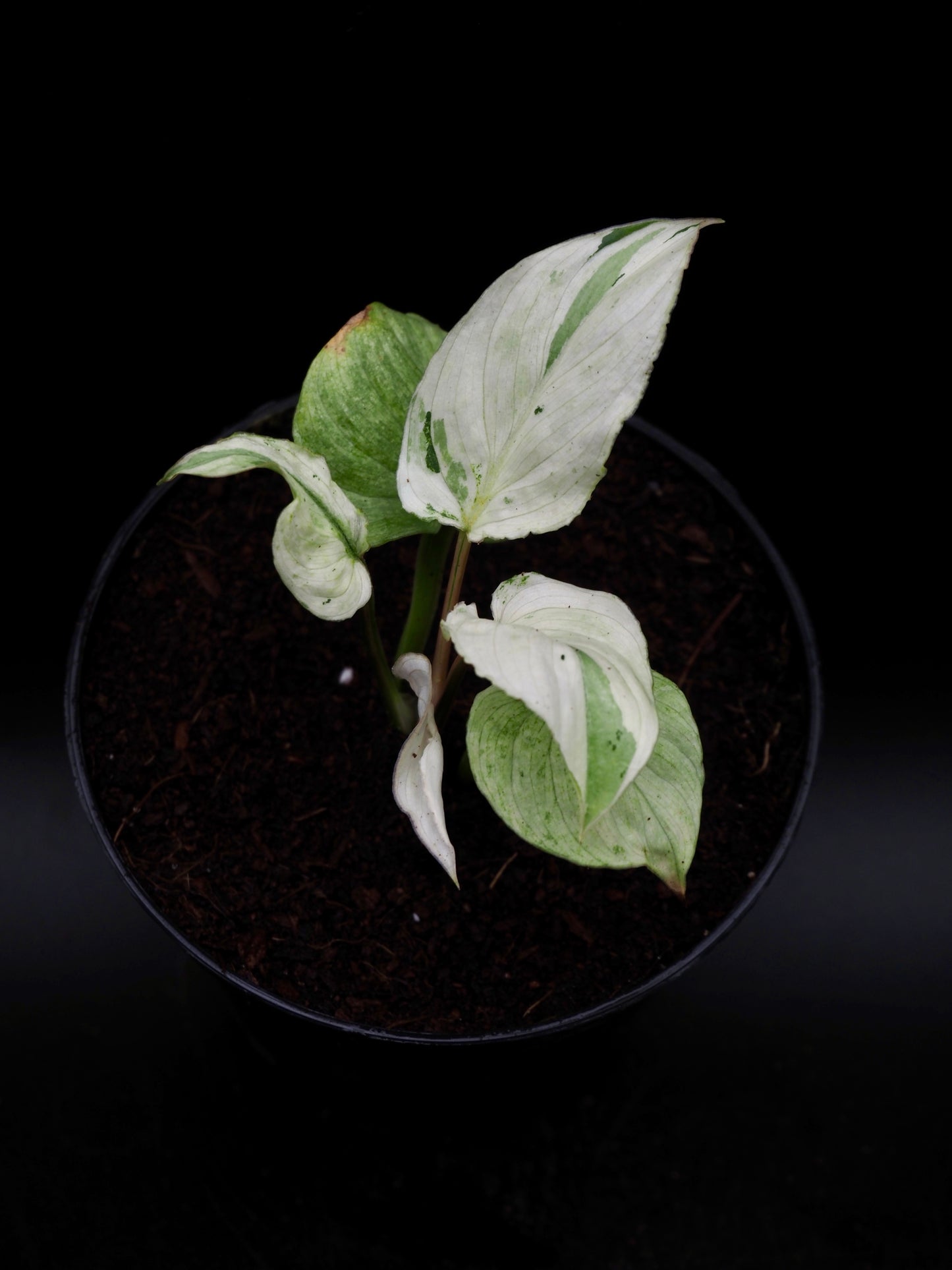 Philodendron Mamei Variegata