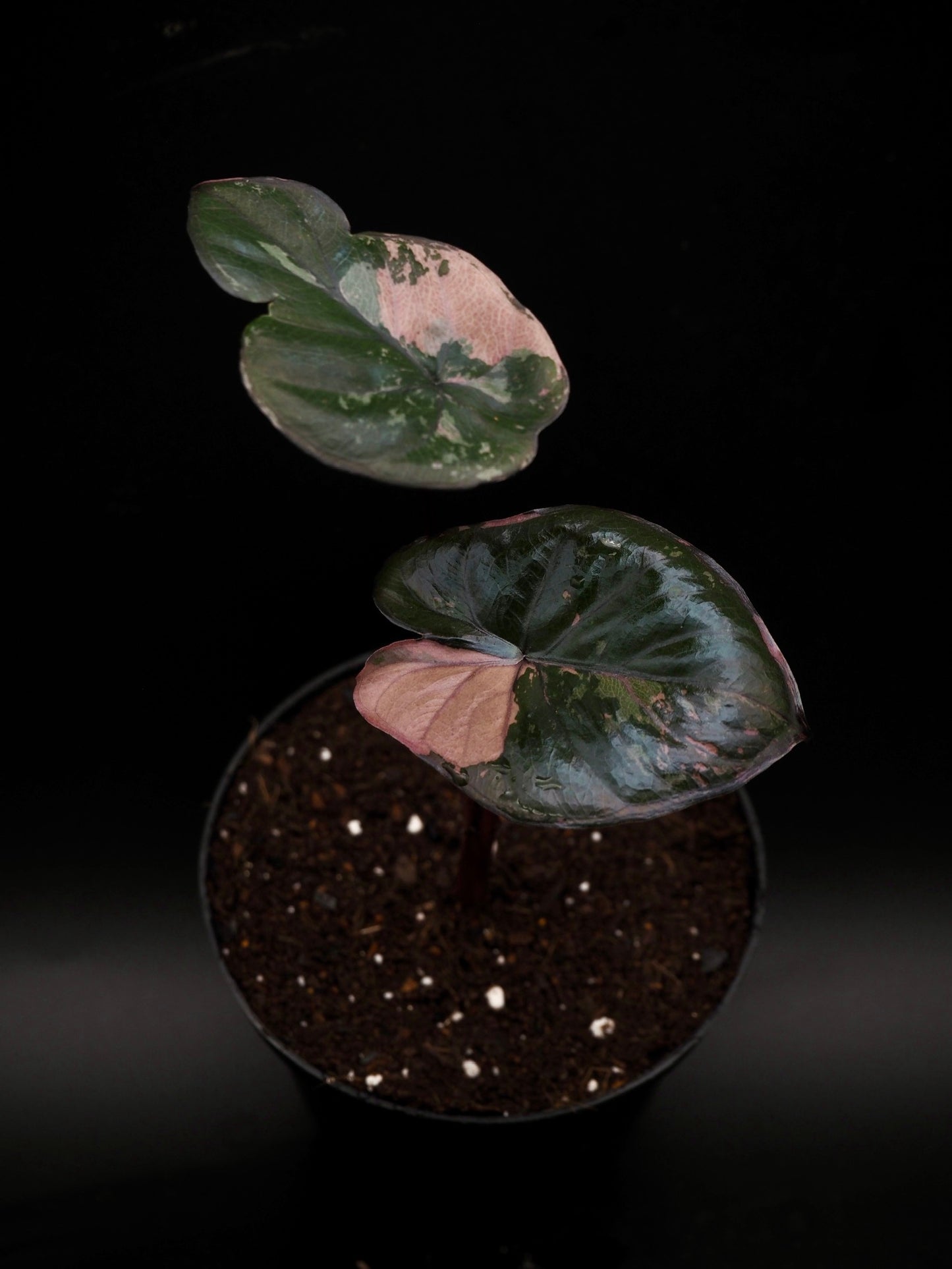 Alocasia Serendipity Variegata