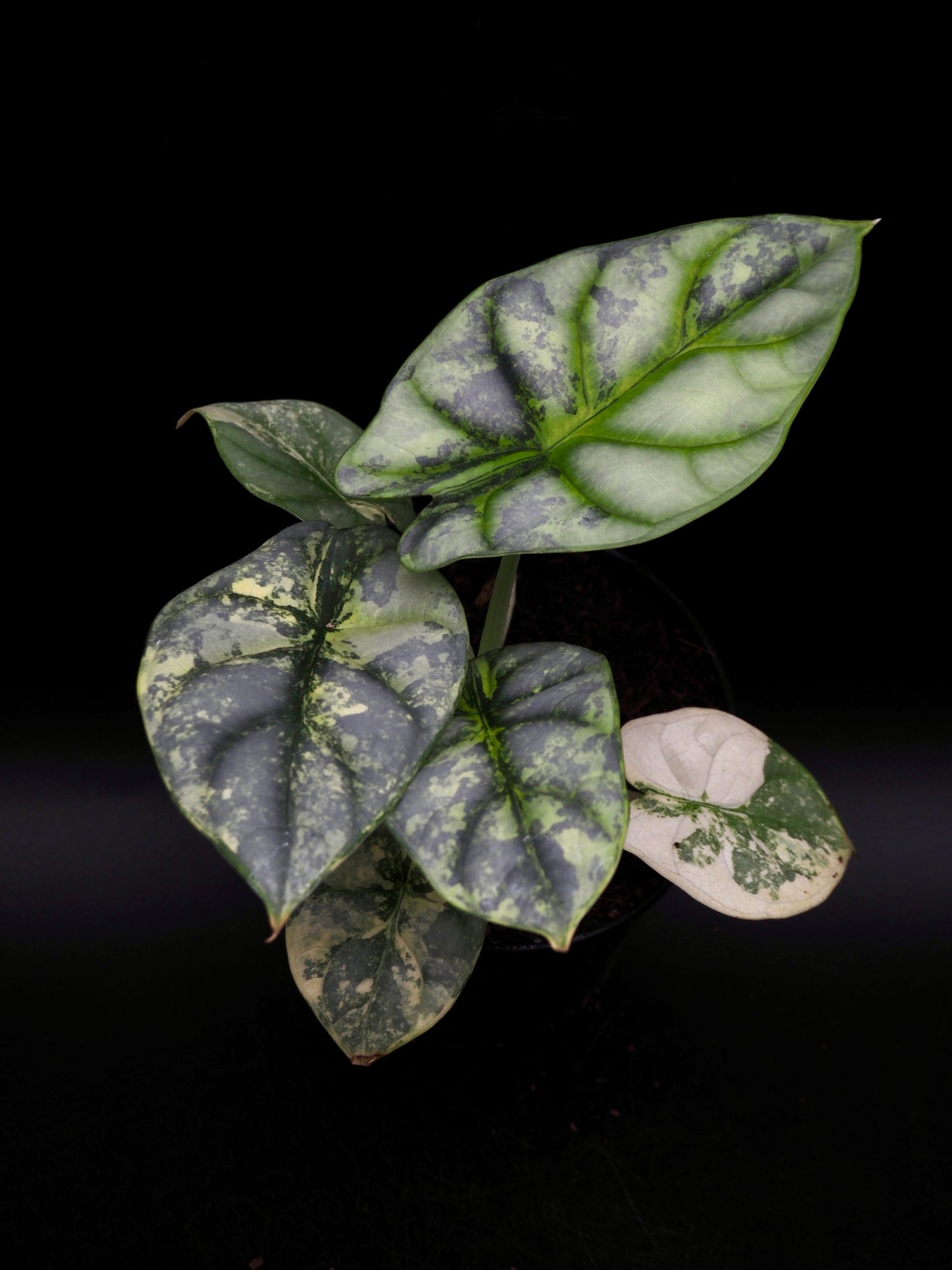 Alocasia Silver Dragon Aurea