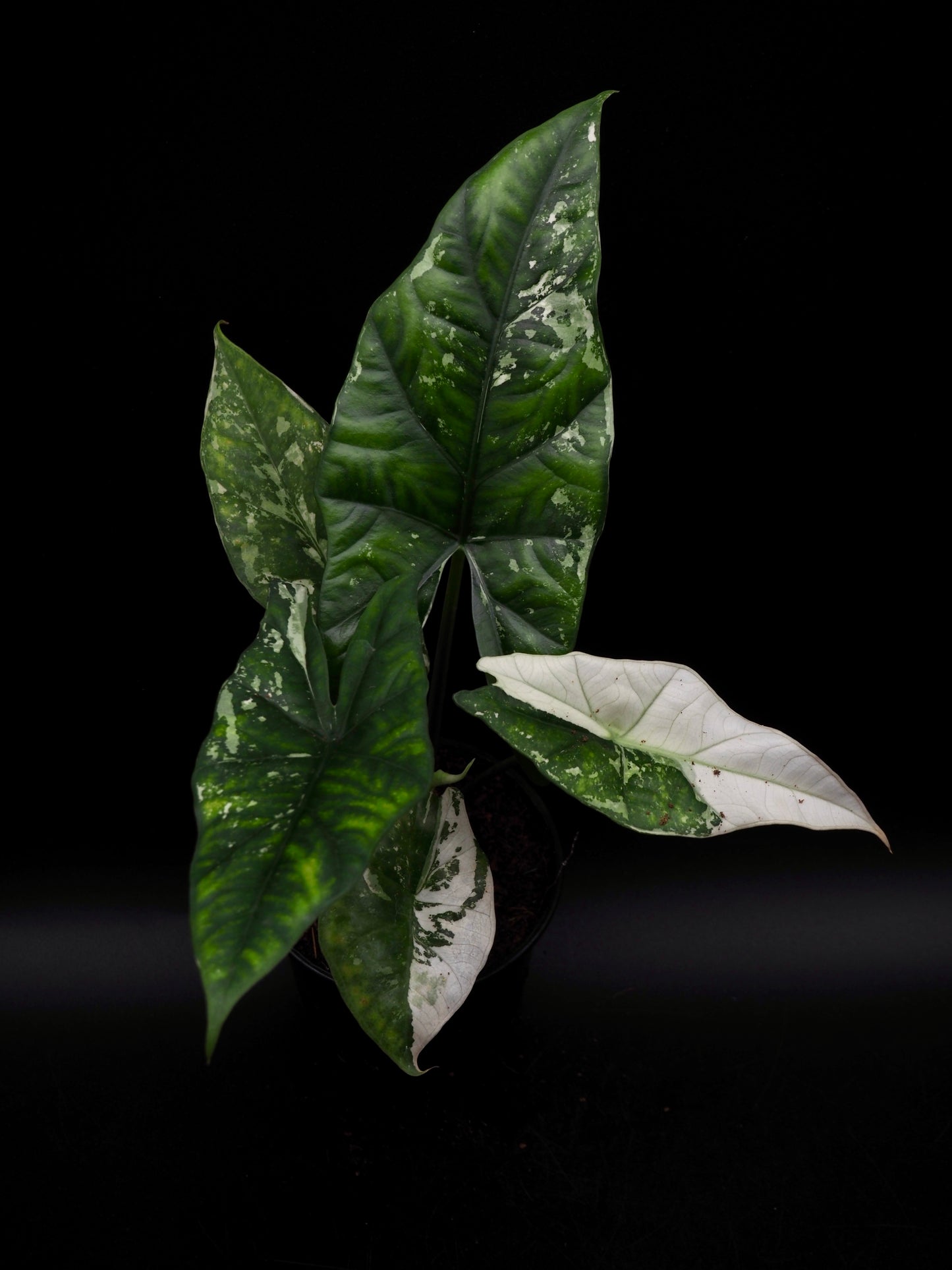 Alocasia Simpo Albo