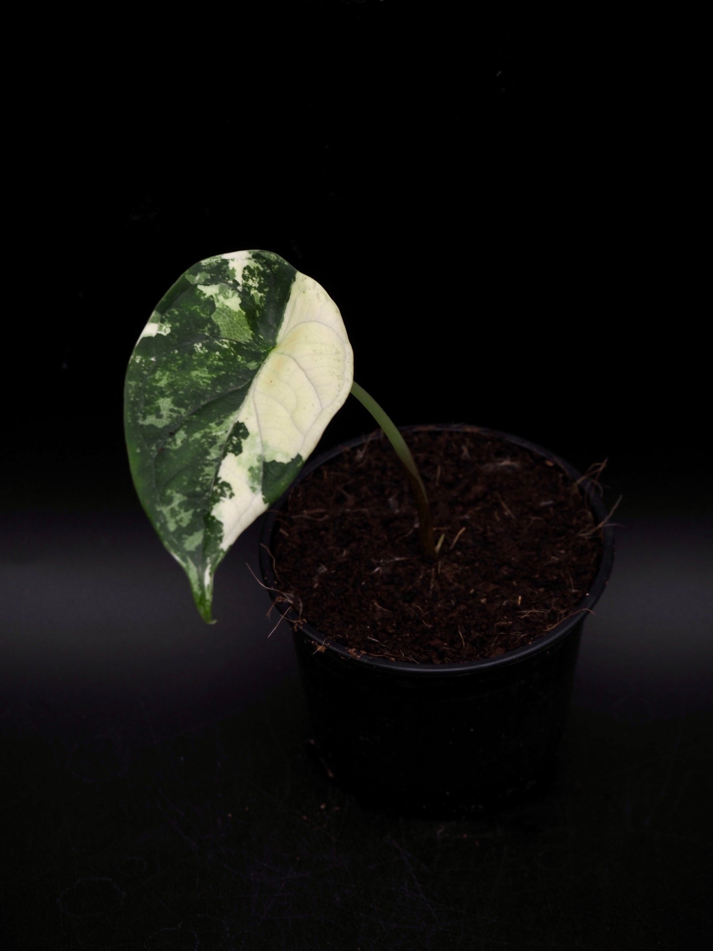 Alocasia Dragon Scale Albo Variegata