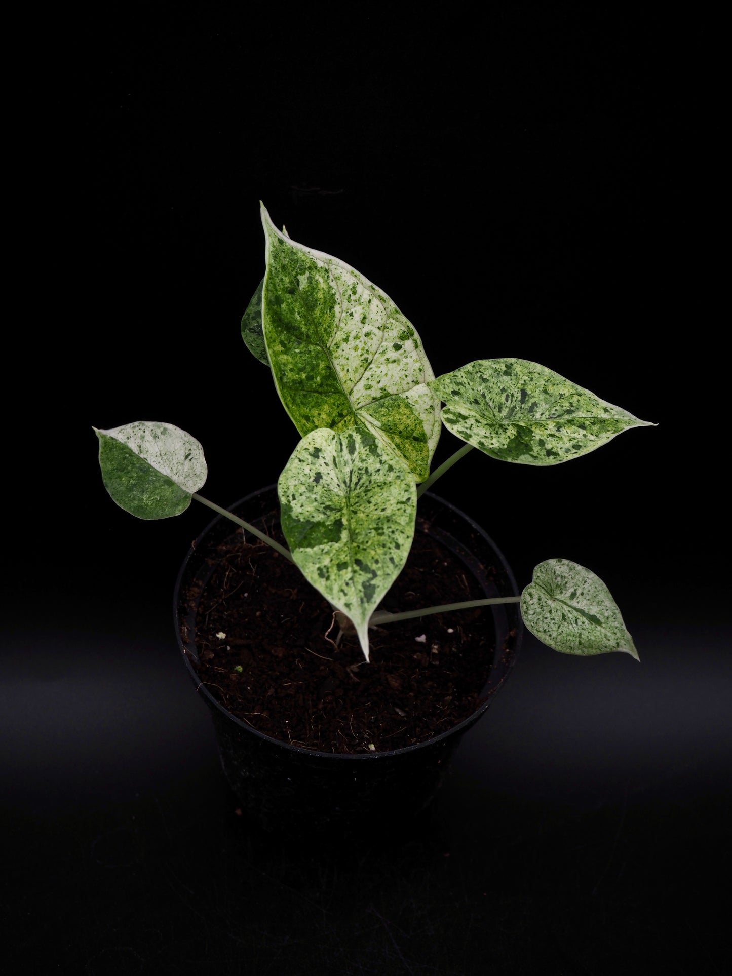 Alocasia Dragon Scale Mint Variegata