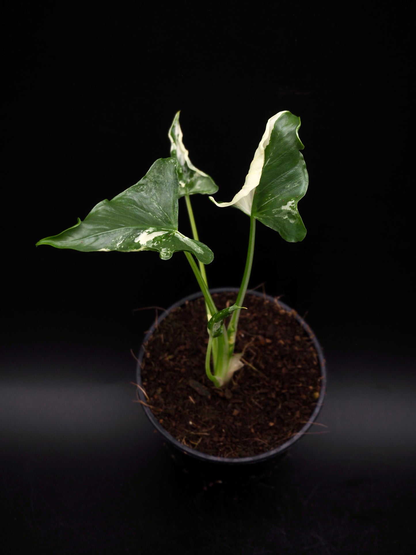 Alocasia Triangularis Albo