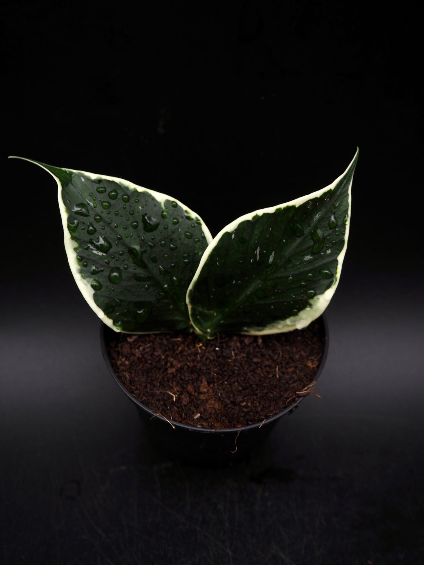 Hoya Polyneura Variegata