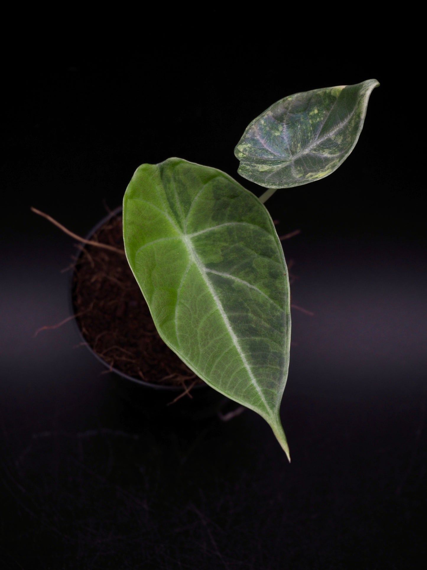 Alocasia Maharani Golden Lime