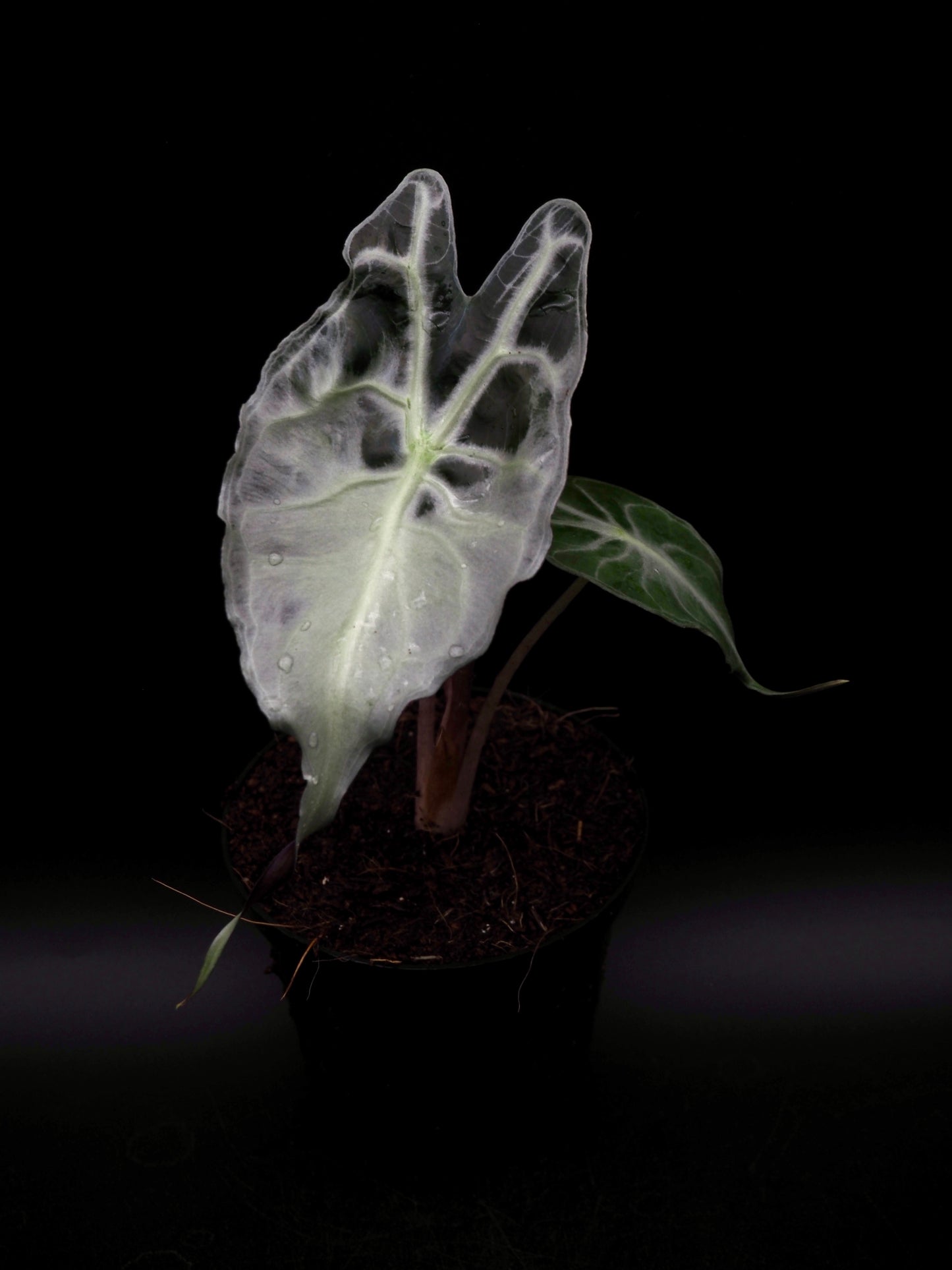 Alocasia Venom