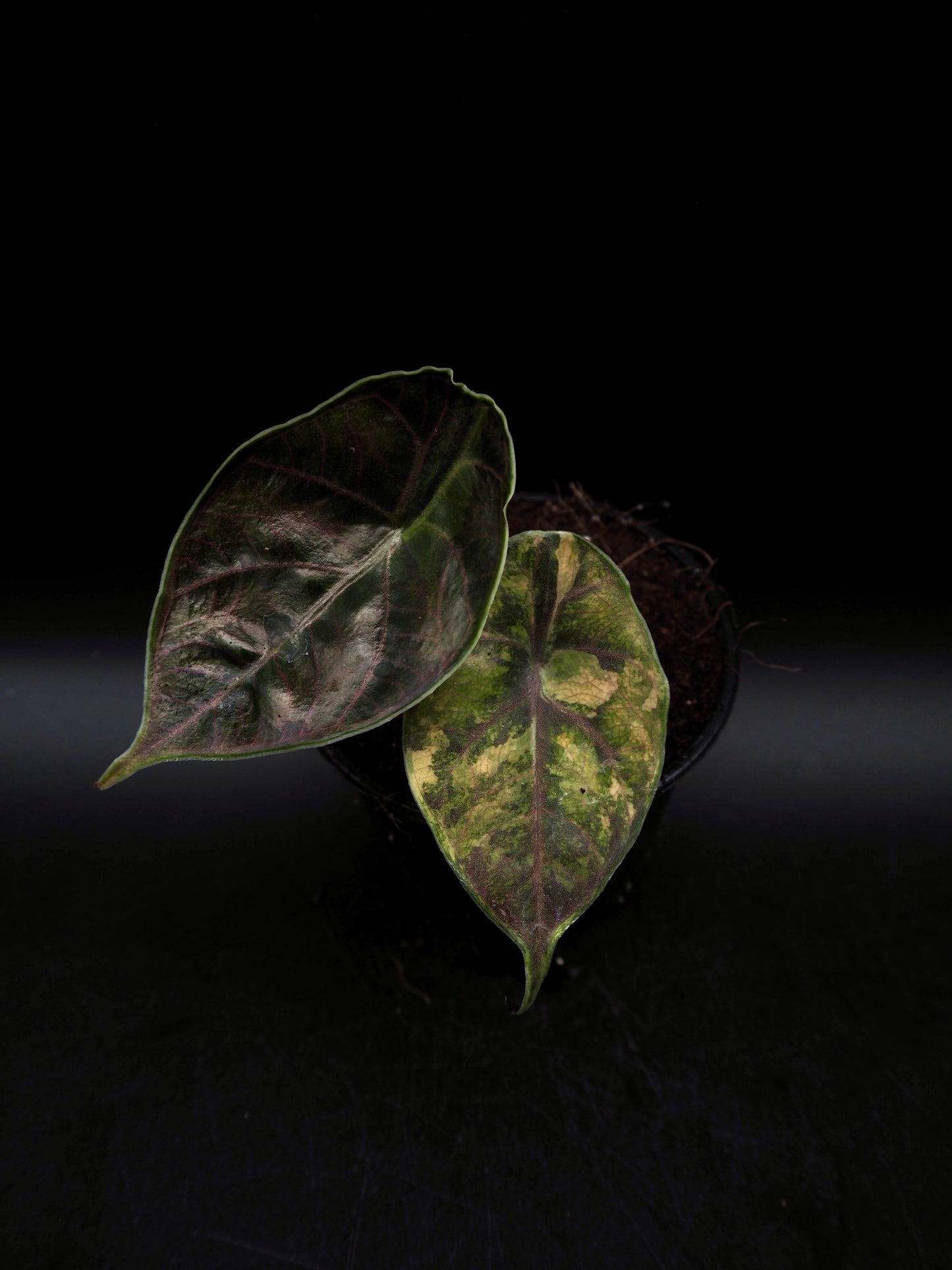 Alocasia Azlanii Aurea