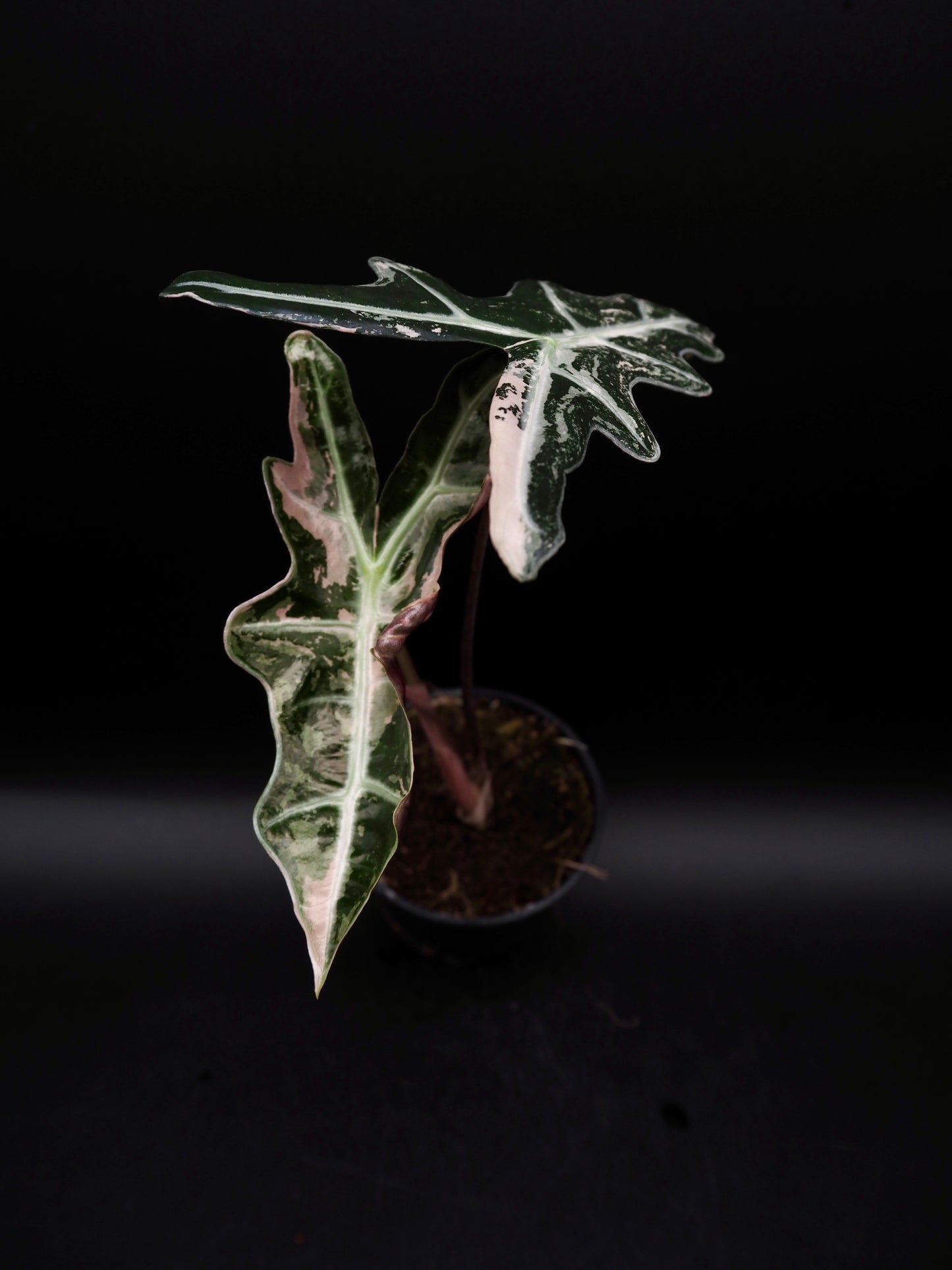 Alocasia Nobilis Pink