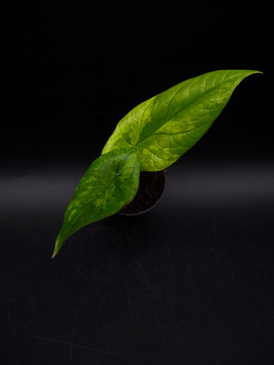 Alocasia Scalprum Aurea