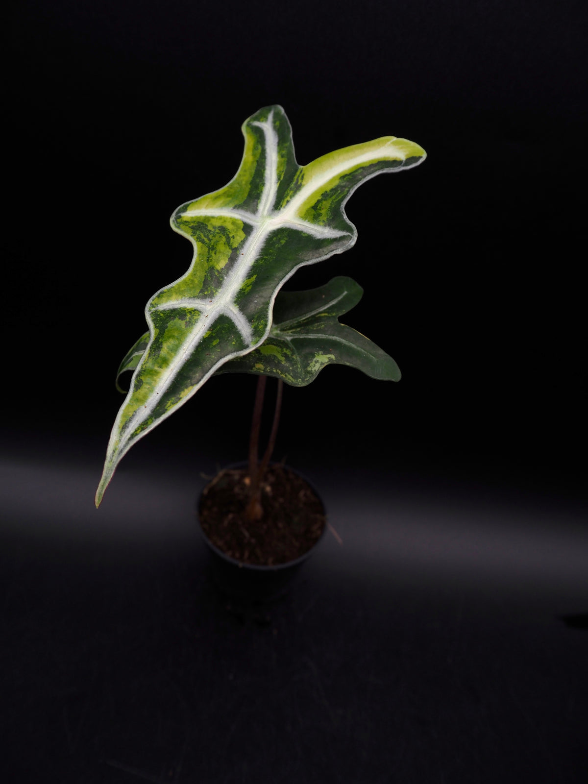 Alocasia Nobilis Aurea
