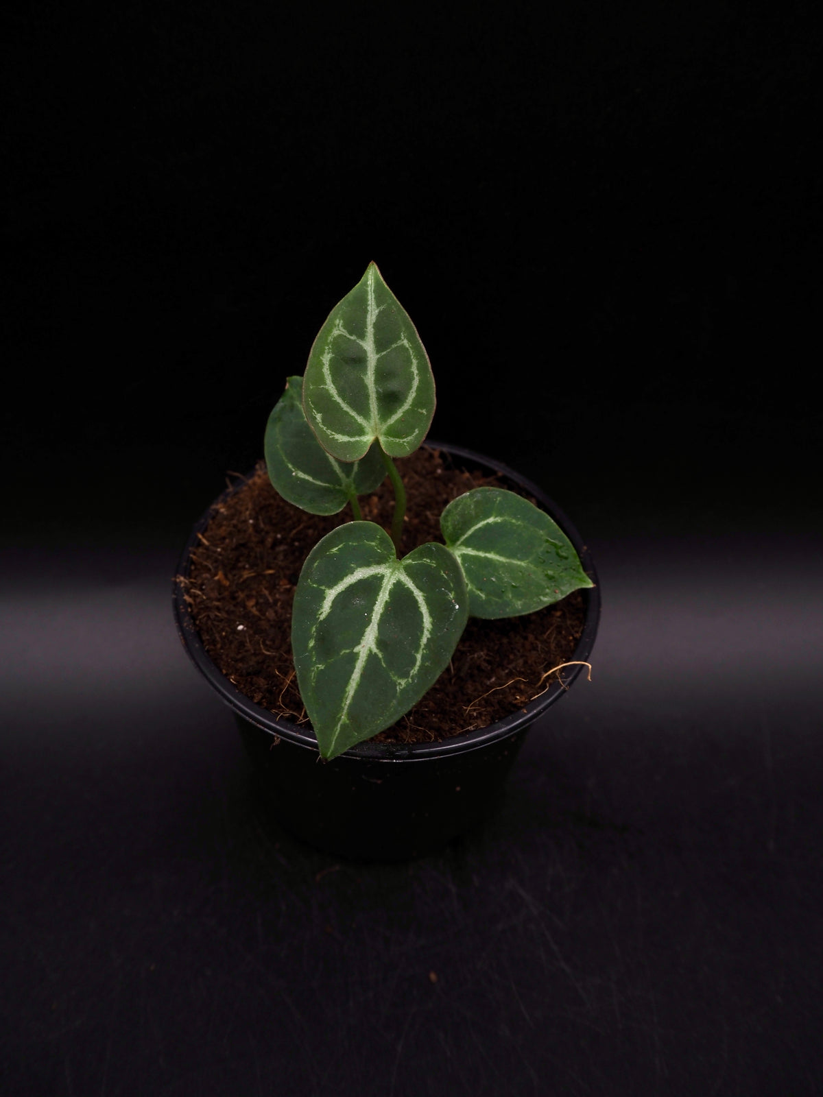 Anthurium Greige x Docblockf2 x  (Sweetlove x Pedatoradiatum Variegata)