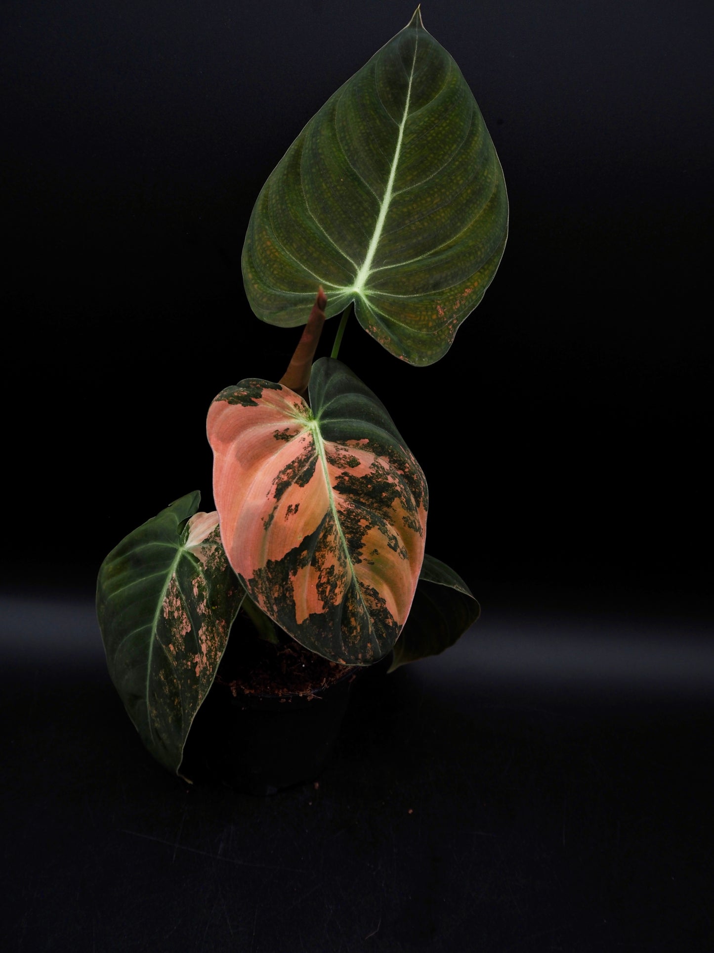 Philodendron Melanochrysum Bonfire