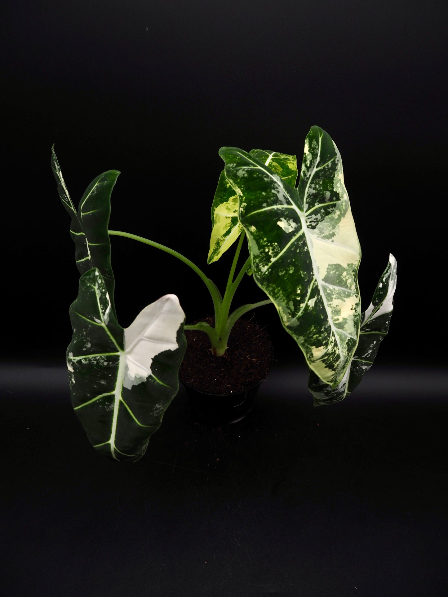Alocasia Frydek Variegata