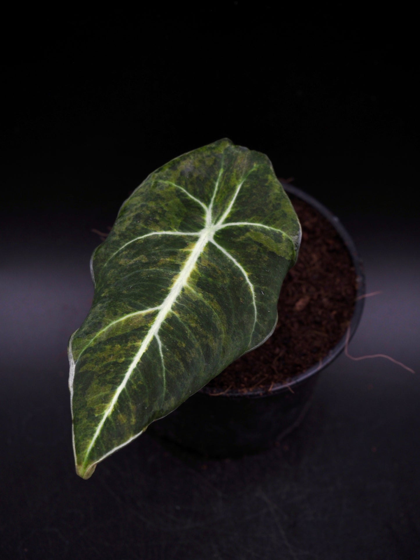 Alocasia Black Velvet Gold