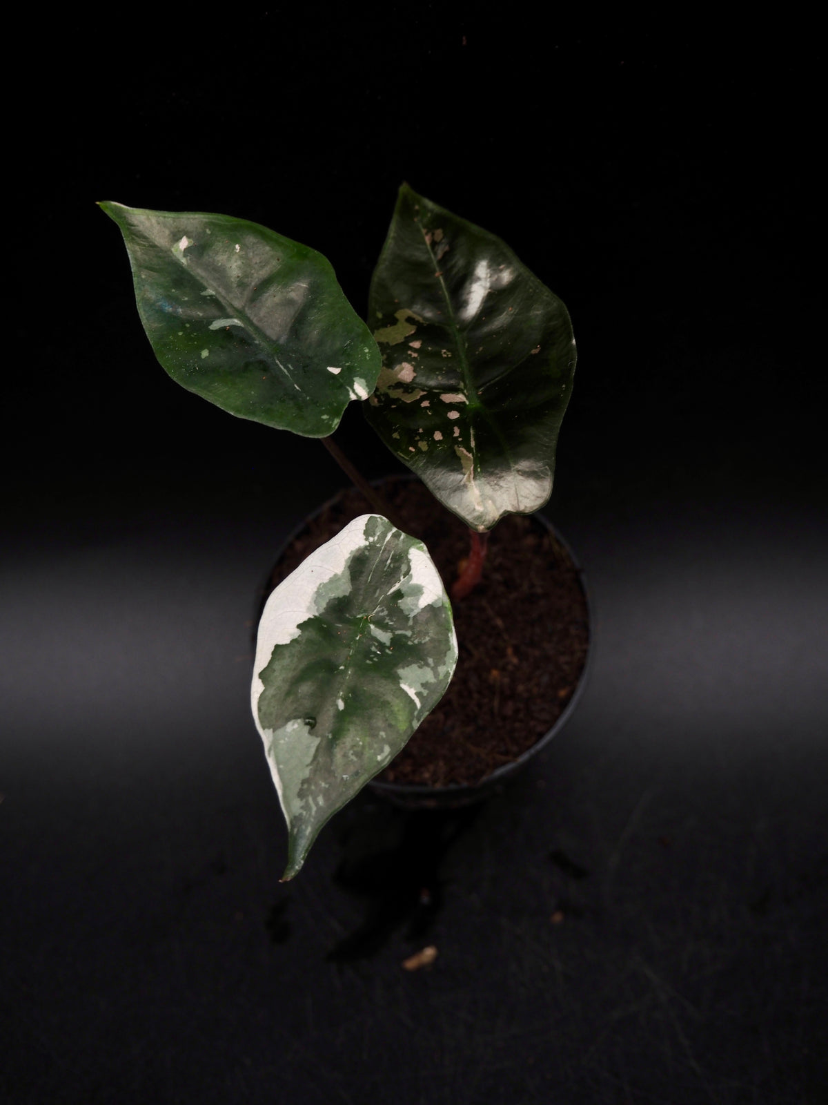 Alocasia Chantrieri Pink Variegata