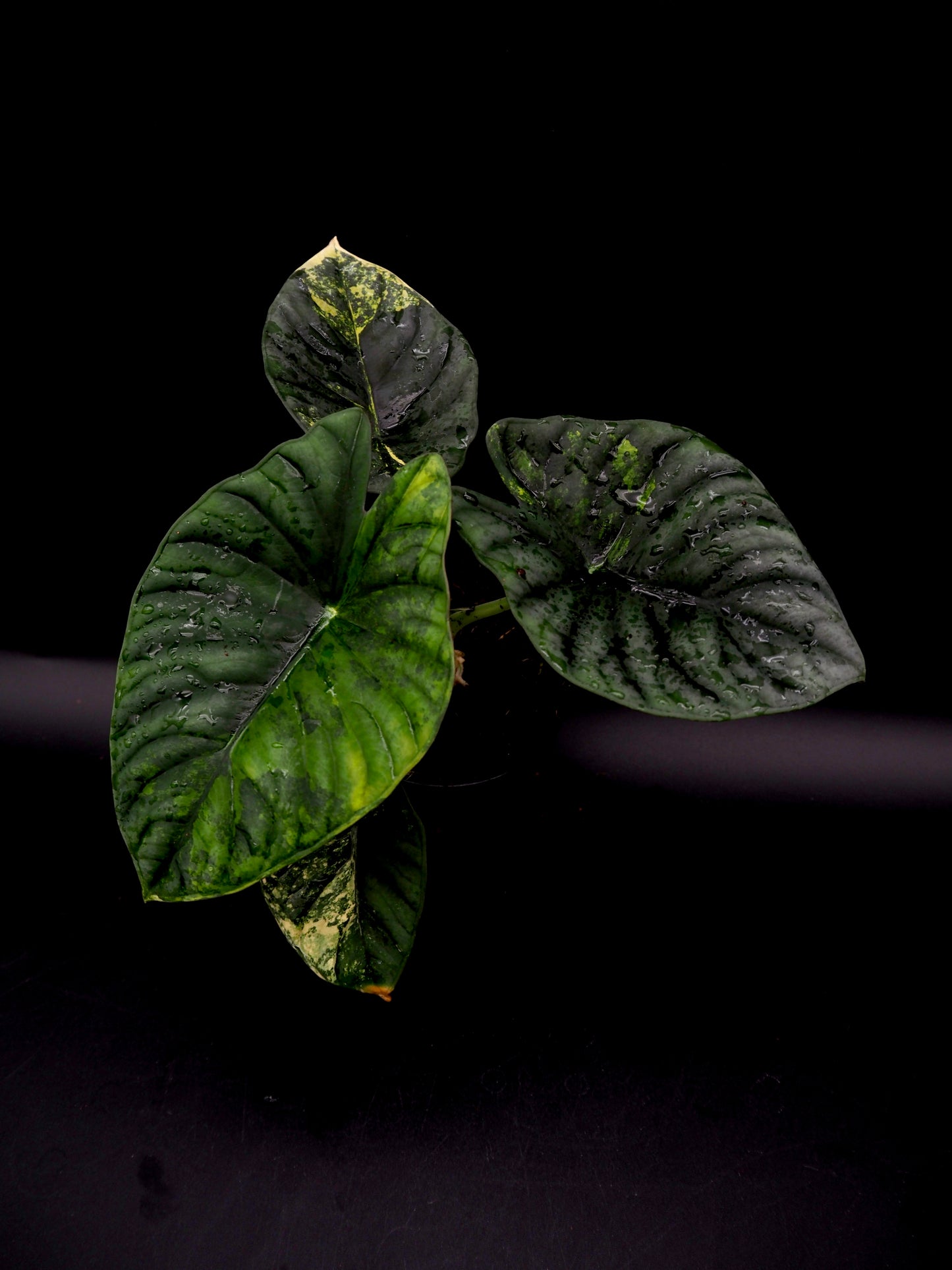 Alocasia Nebula Aurea