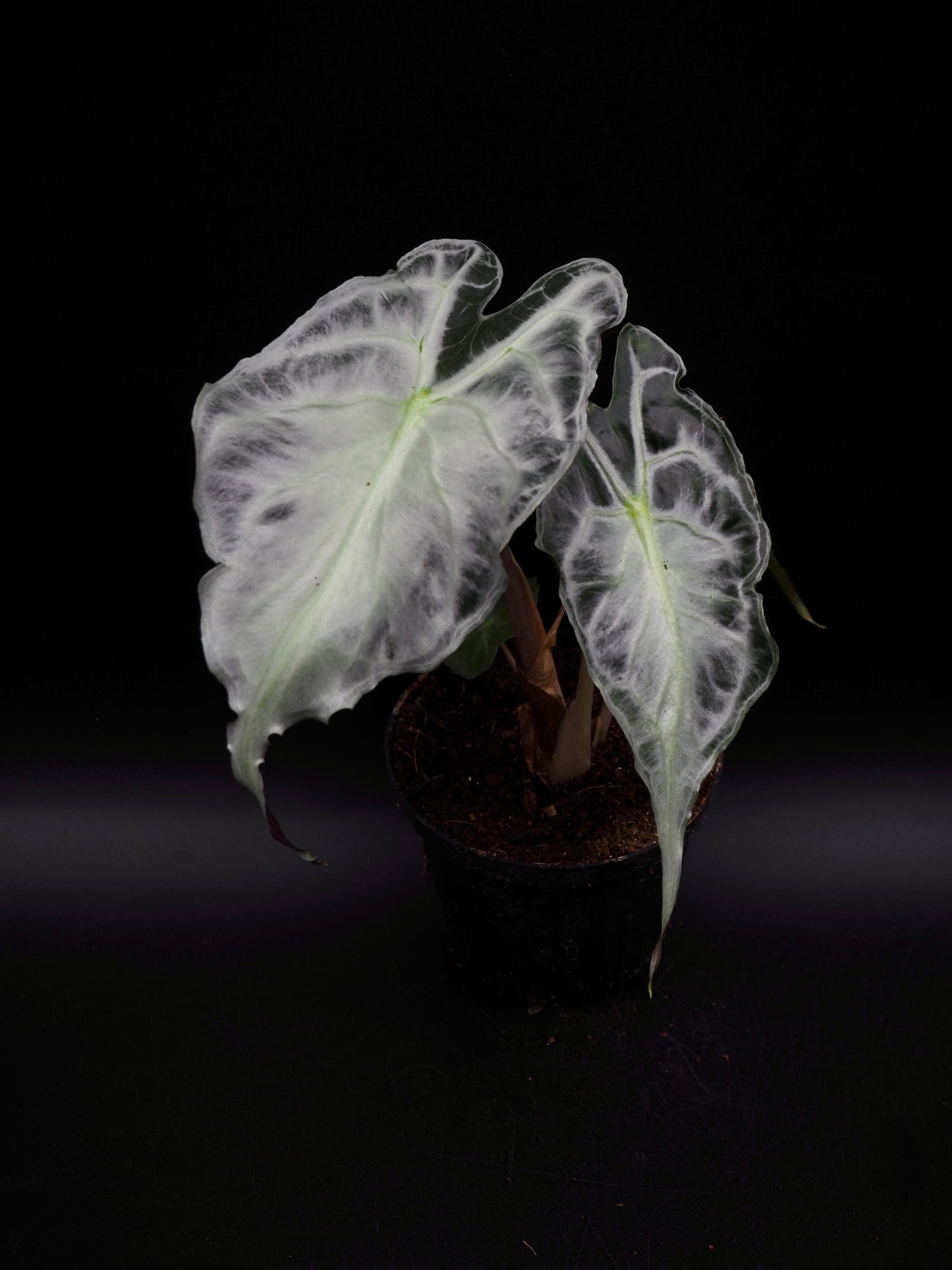 Alocasia Venom
