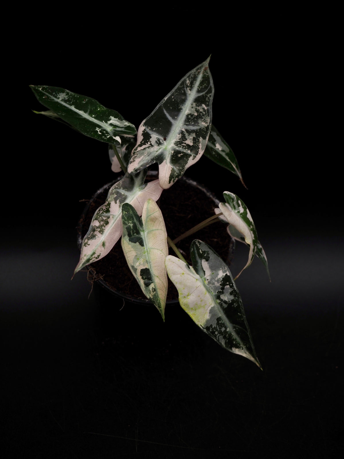 Alocasia Bambino Rose Variegata