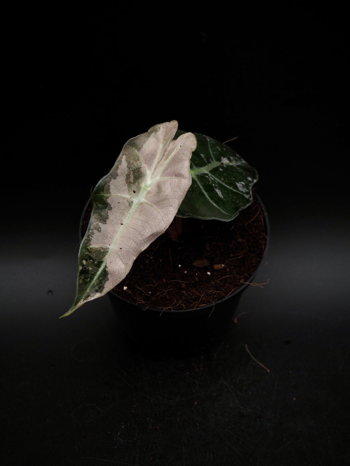 Alocasia Polly Pink Variegata