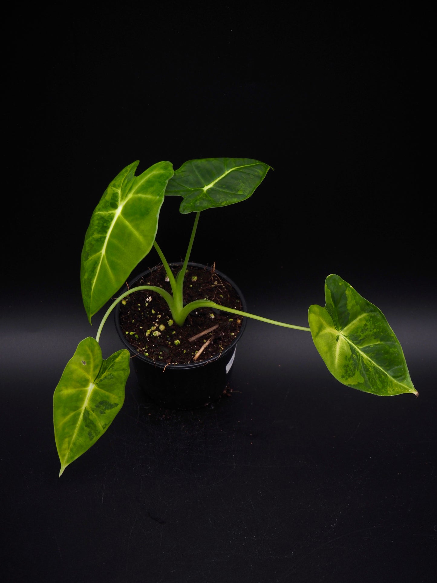 Alocasia Frydek gog
