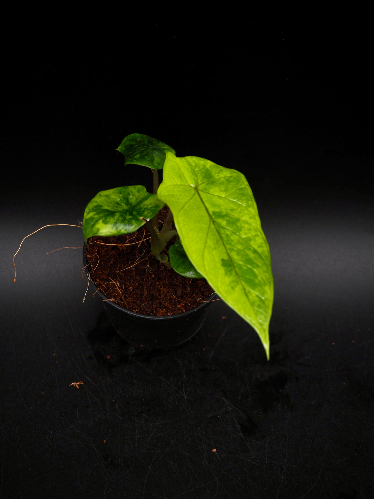 Alocasia Scalprum Aurea