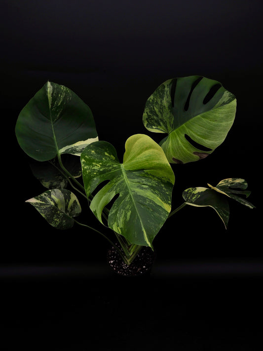 Monstera Deliciosa Lemon Pom Pom
