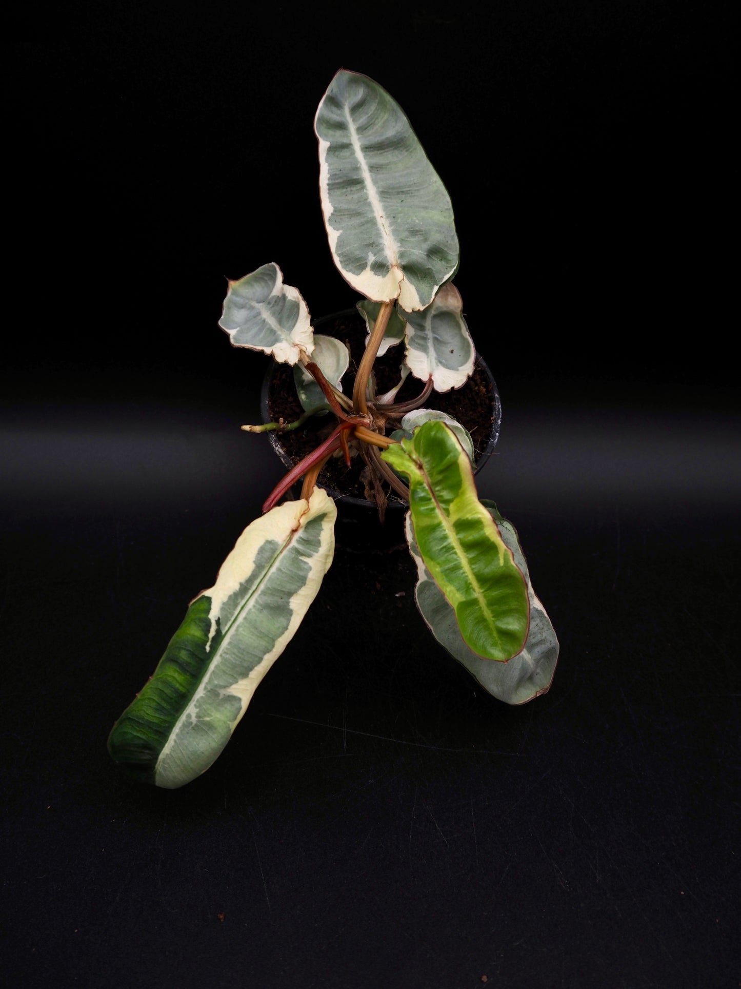 Philodendron Billietiae White Lava