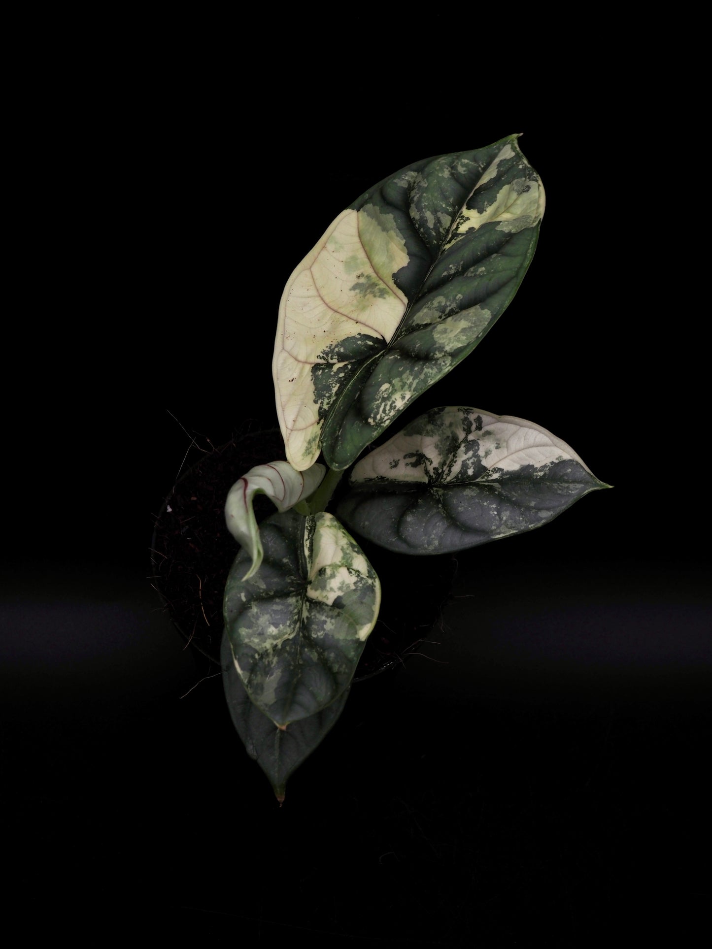 Alocasia Silver Dragon Albo