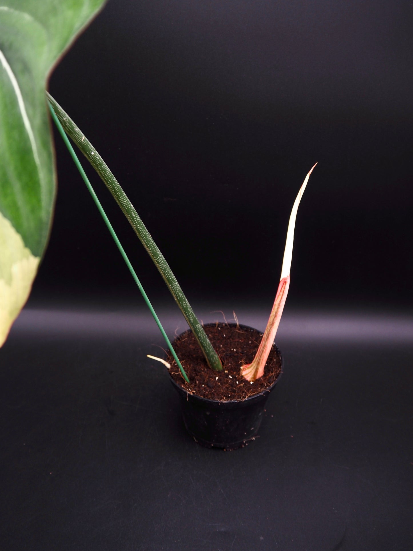 Philodendron Gloriosum Albo Variegata