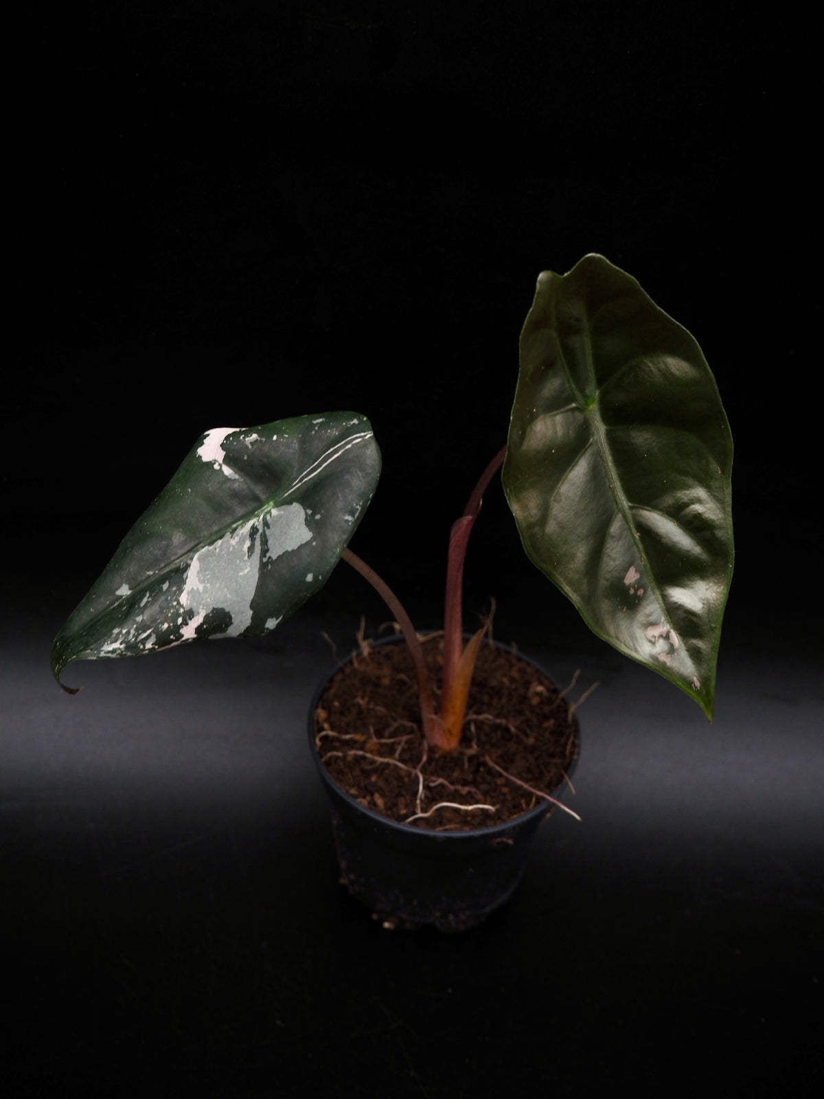 Alocasia Chantrieri Pink Variegata