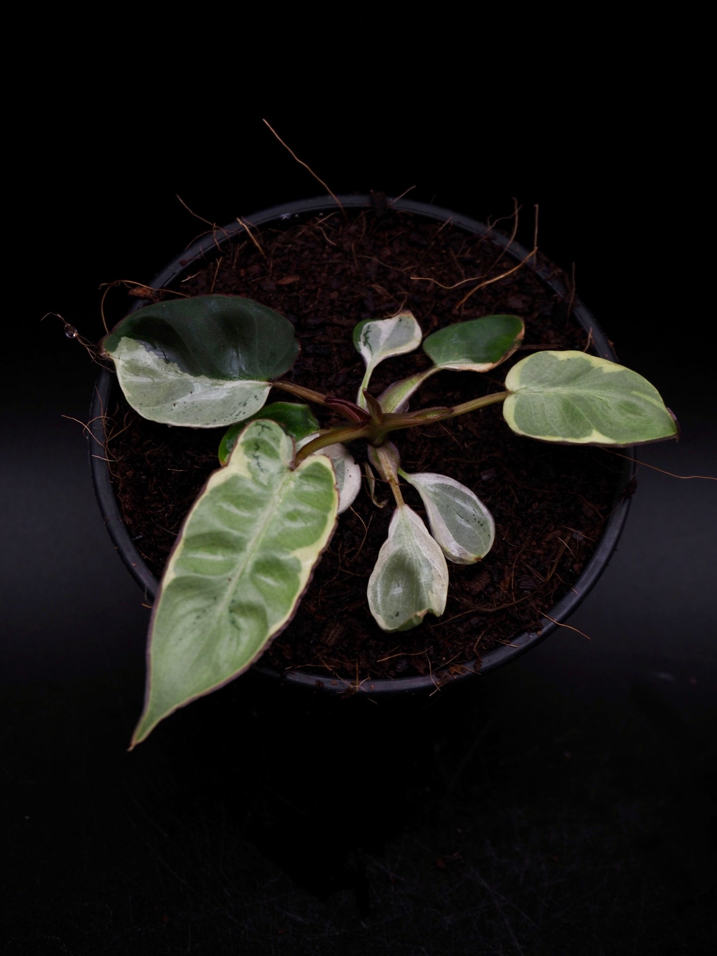 Philodendron Billietiae White Lava