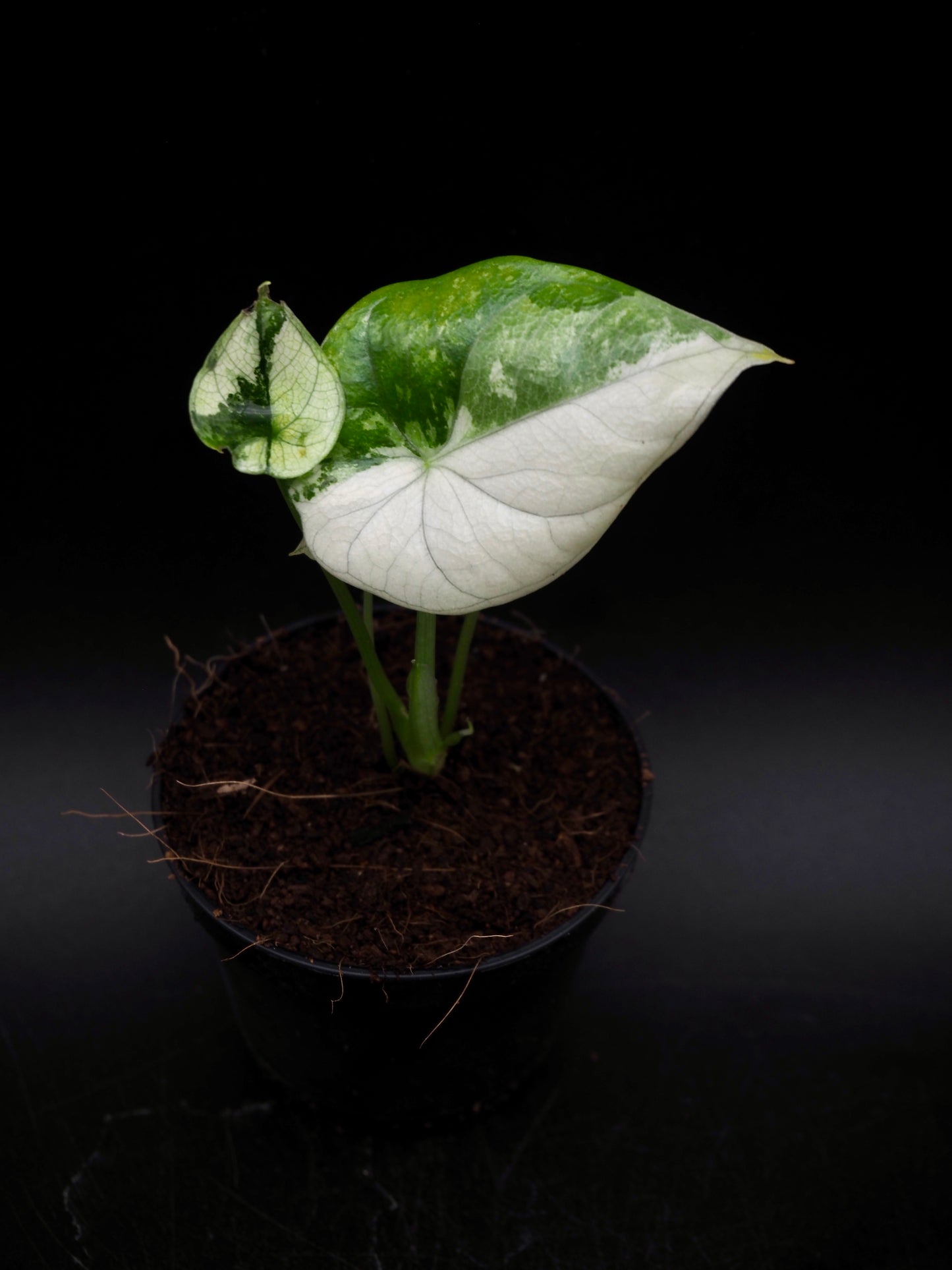 Alocasia Sinuata Albo
