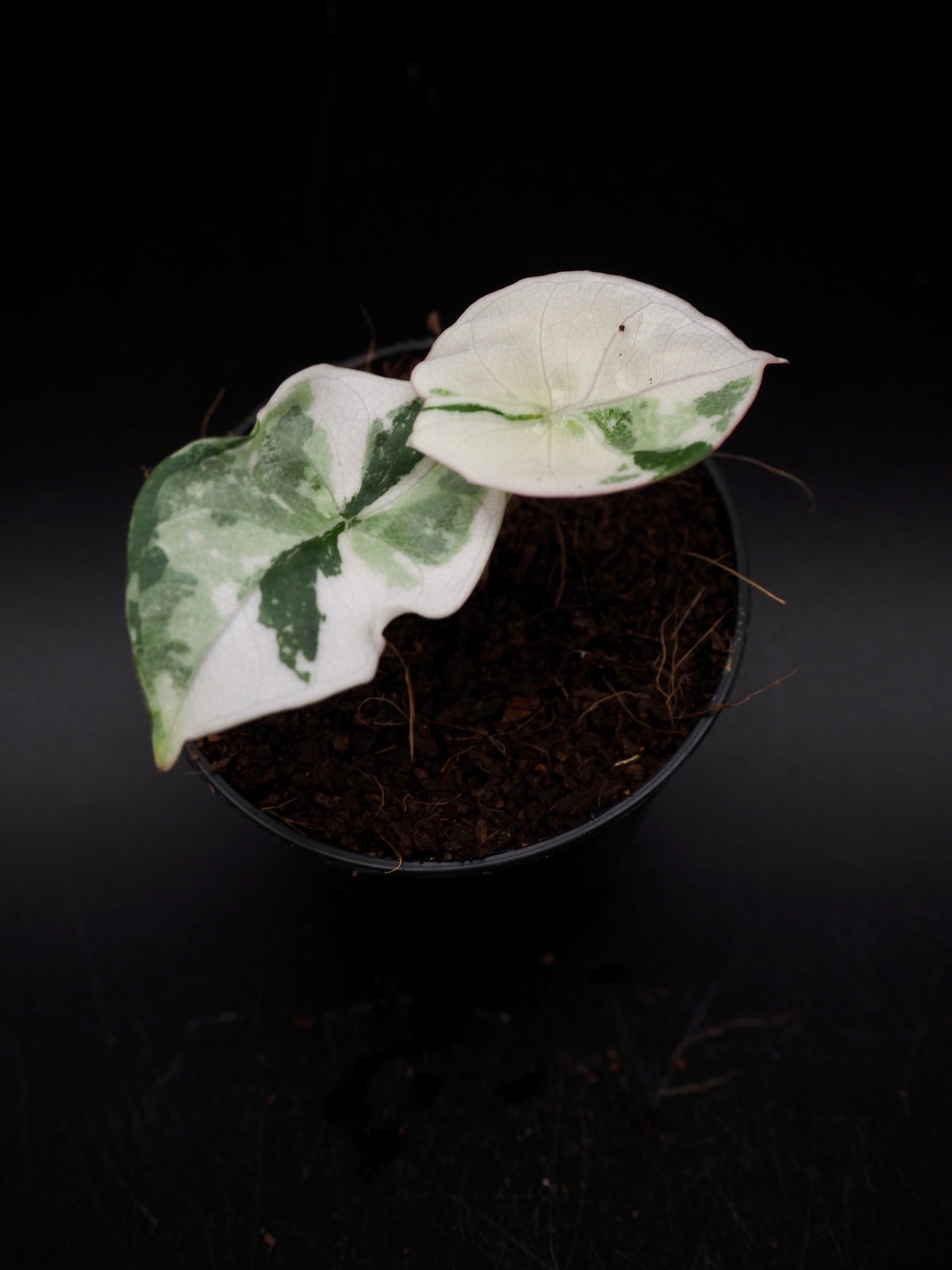 Alocasia Nebula Albo Pink Variegata