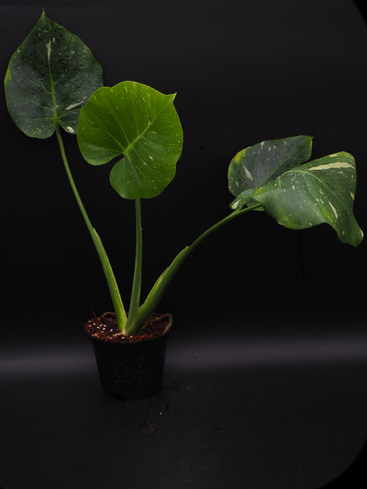Monstera Thai Constellation