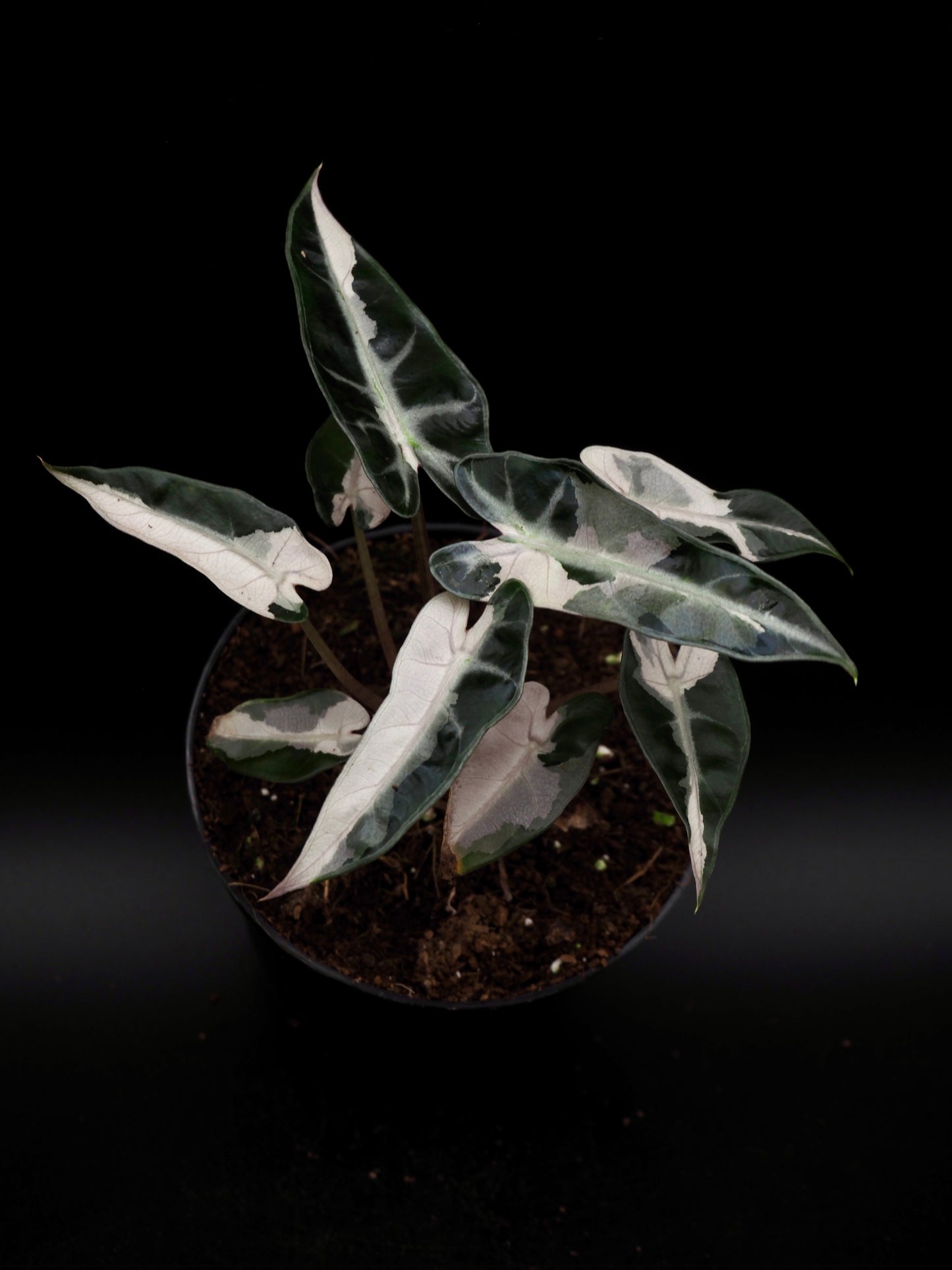 Alocasia Bambino Pink Lava