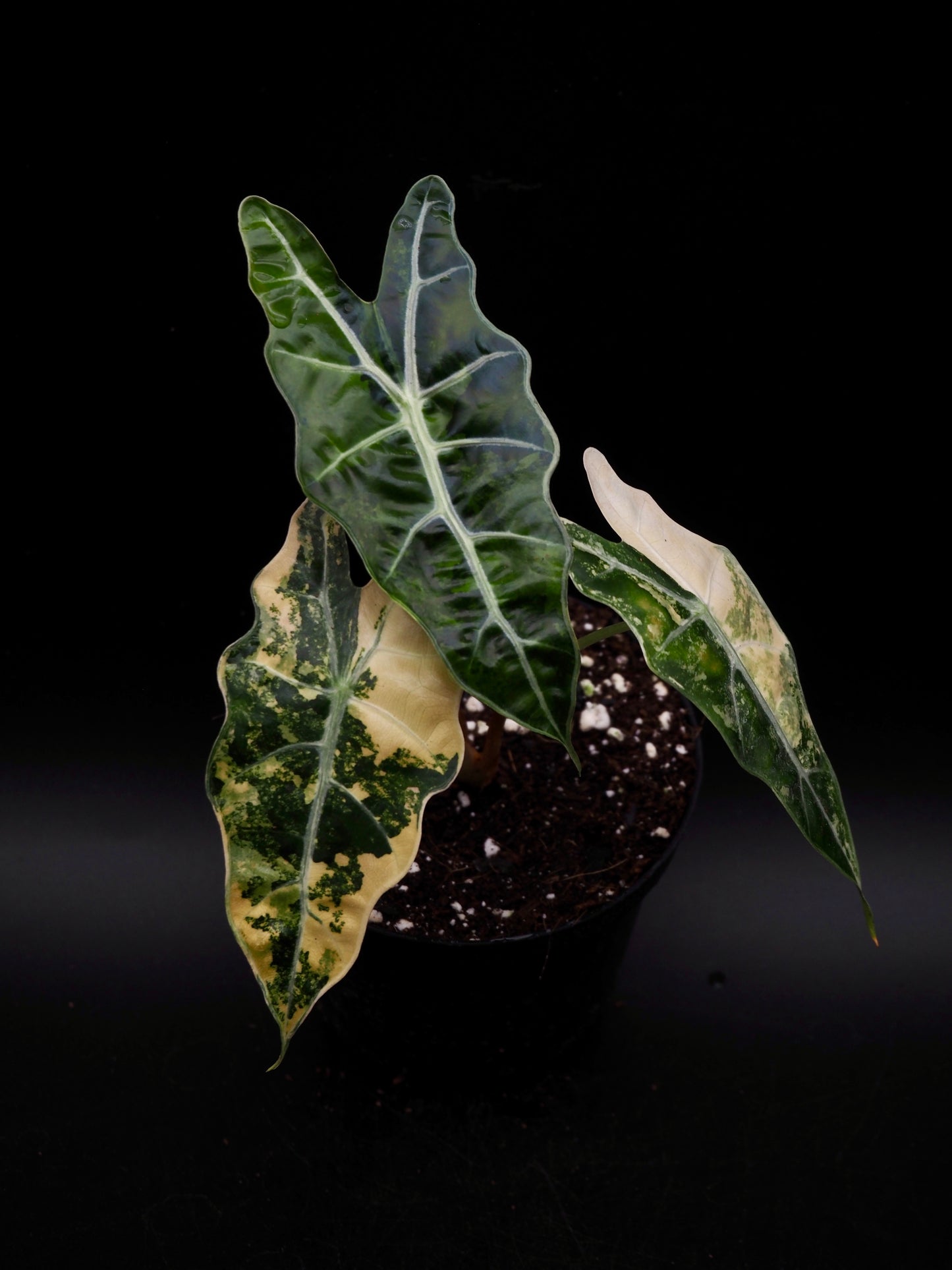 Alocasia Sanderiana Bull Aurea