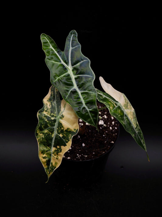 Alocasia Sanderiana Bull Aurea