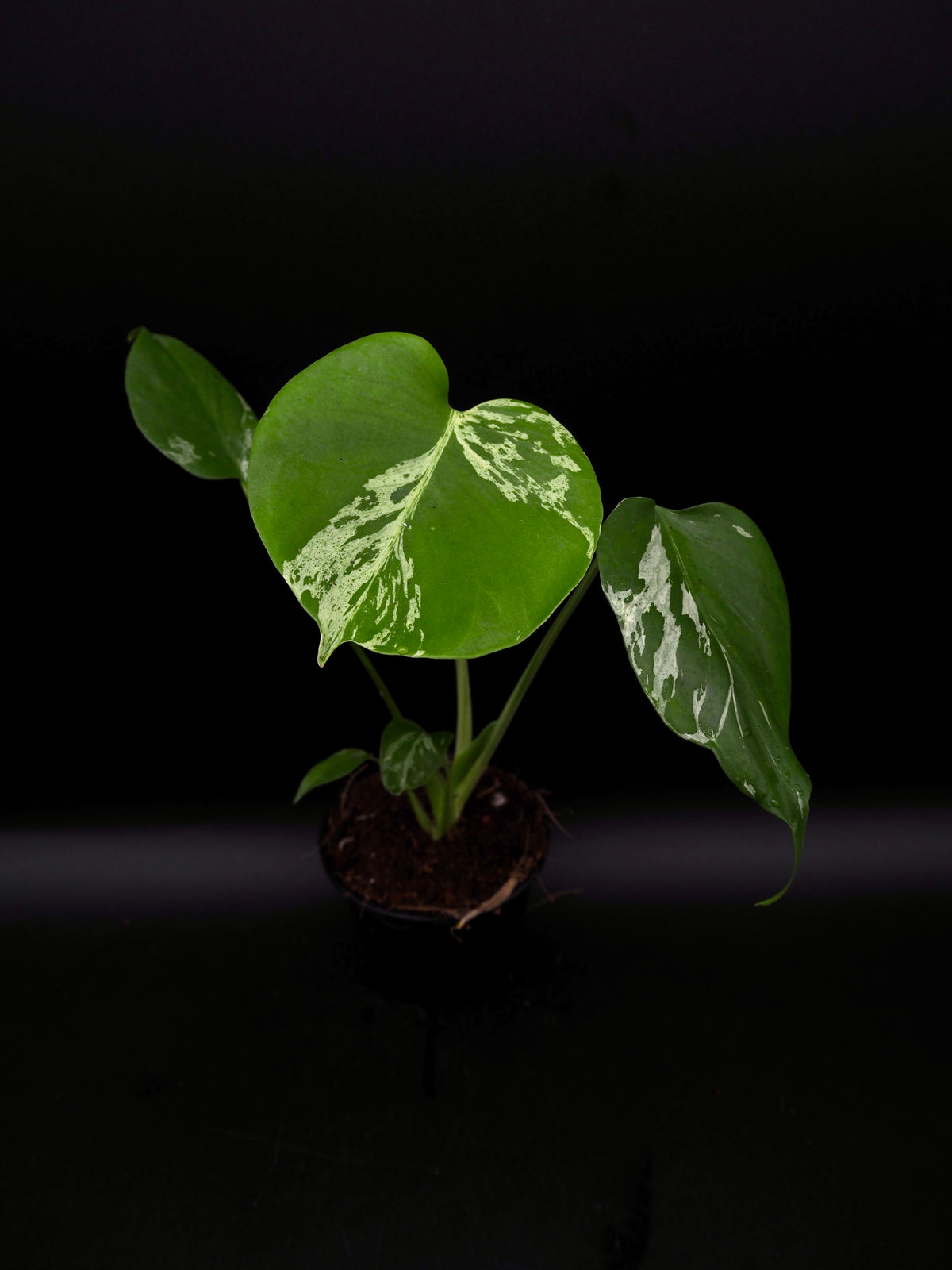 Monstera Bulbasaur