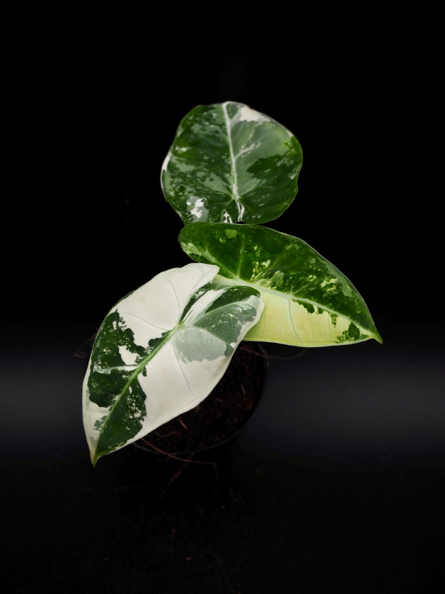 Alocasia Frydek Variegata