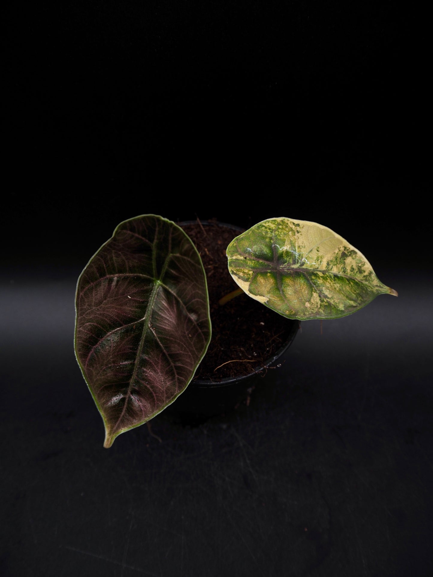 Alocasia Azlanii Aurea