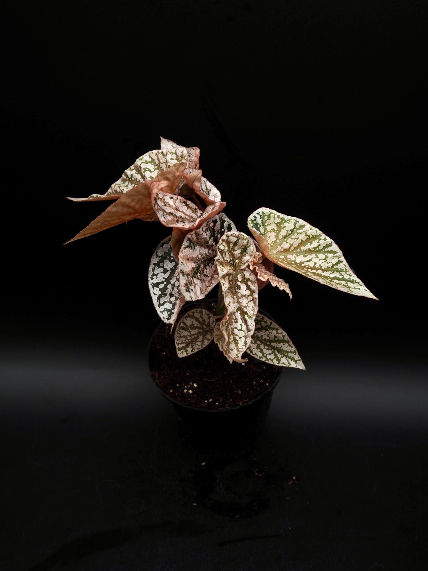 Begonia Snow capped variegata