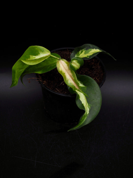 Hoya Kenejiana Variegata