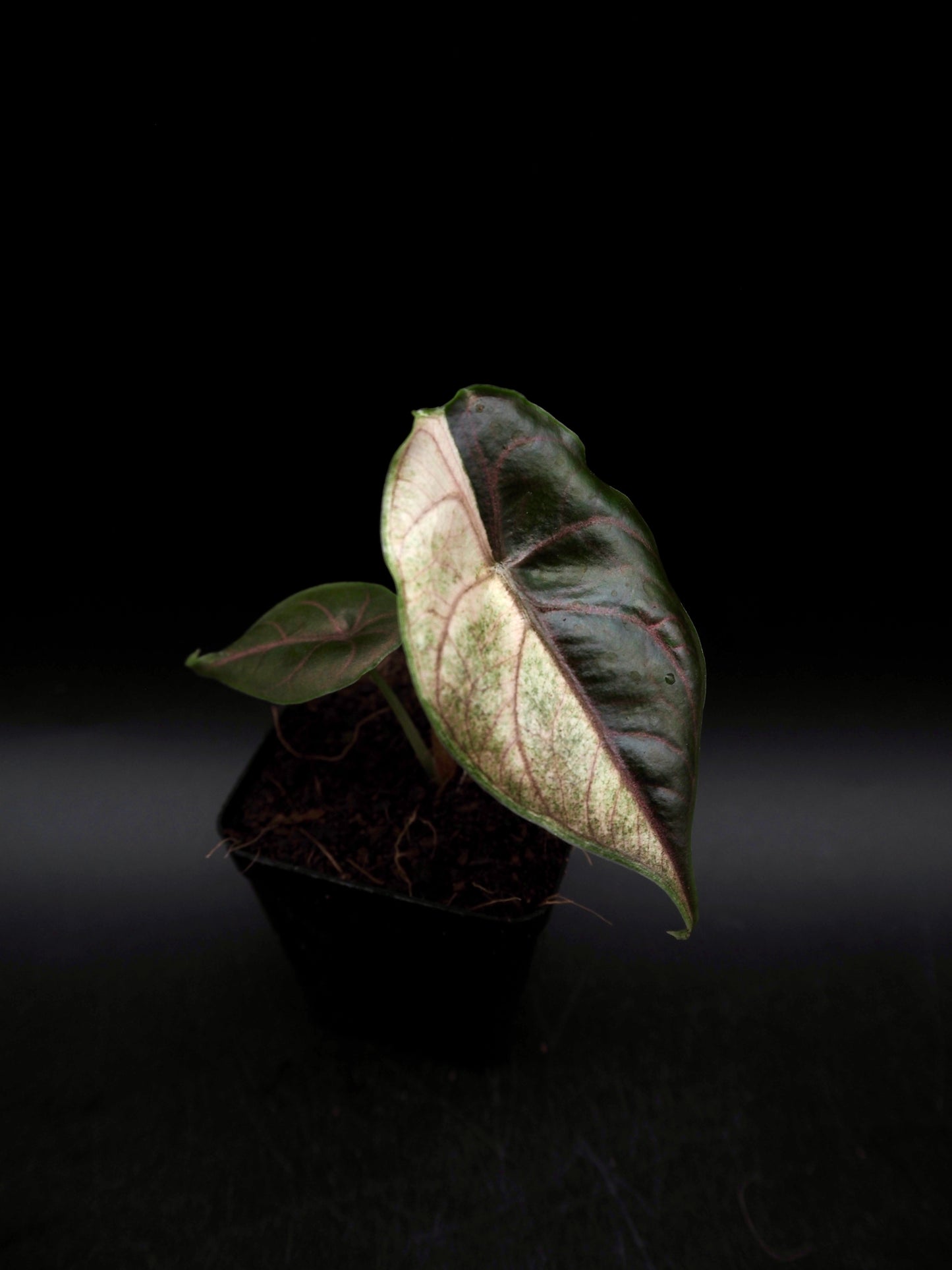 Alocasia Azlanii Pink