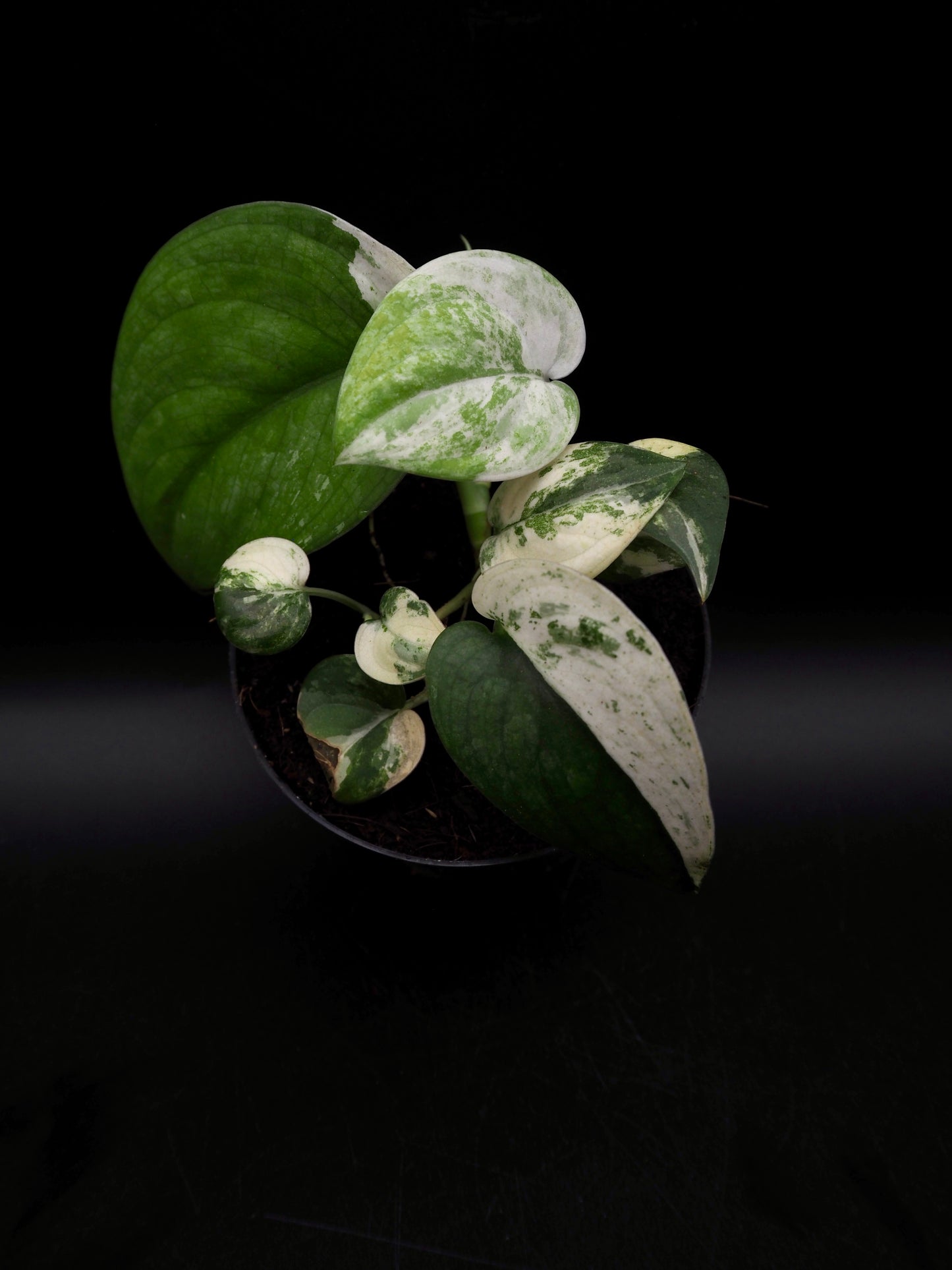 Scindapsus Jade Satin Marble