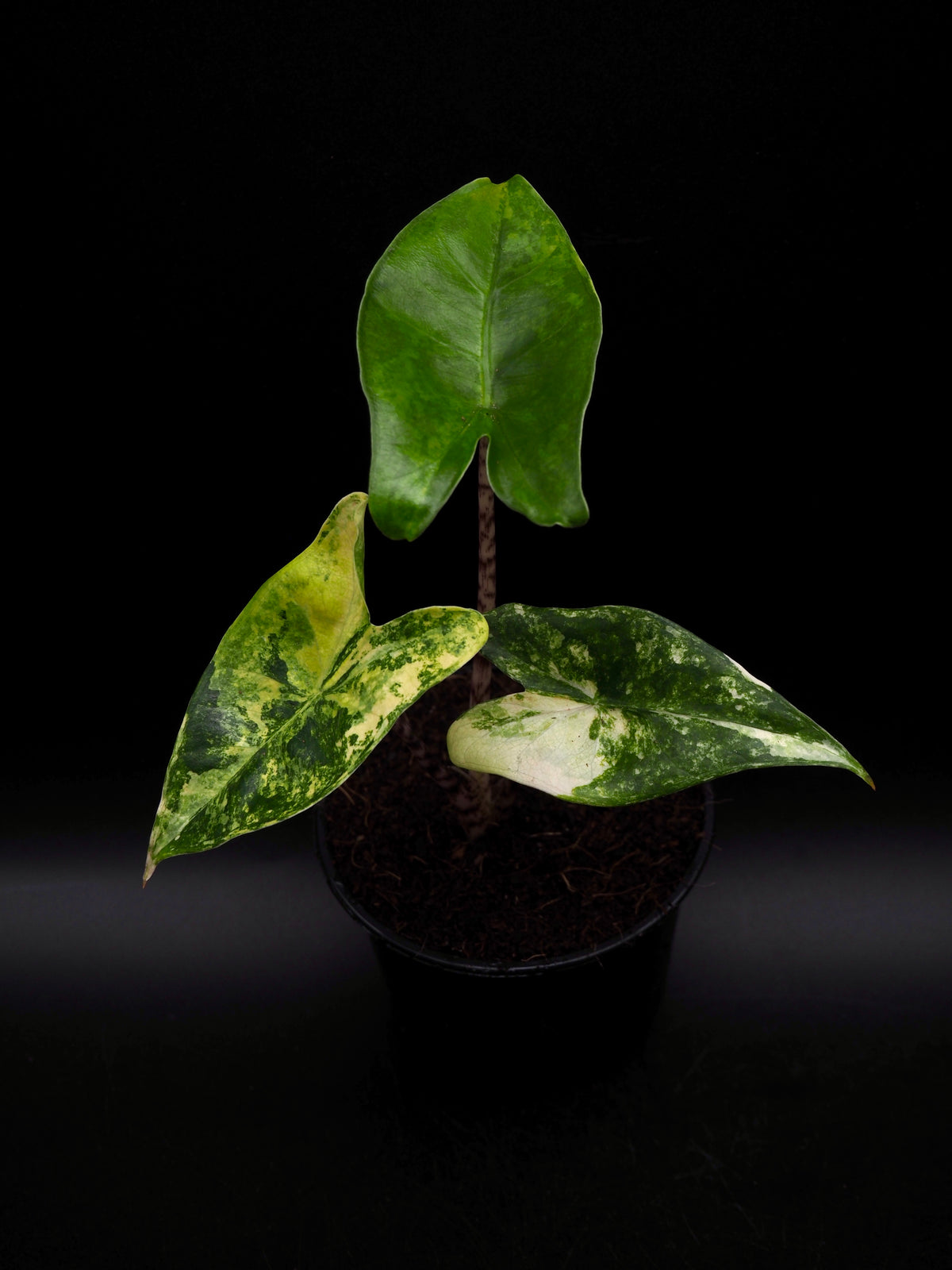 Alocasia Sibirian Tiger Aurea Variegata