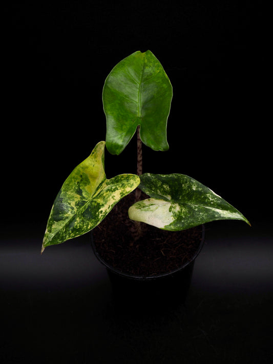 Alocasia Sibirian Tiger Aurea Variegata